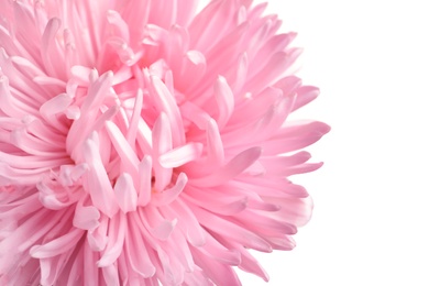 Beautiful aster flower on white background, closeup