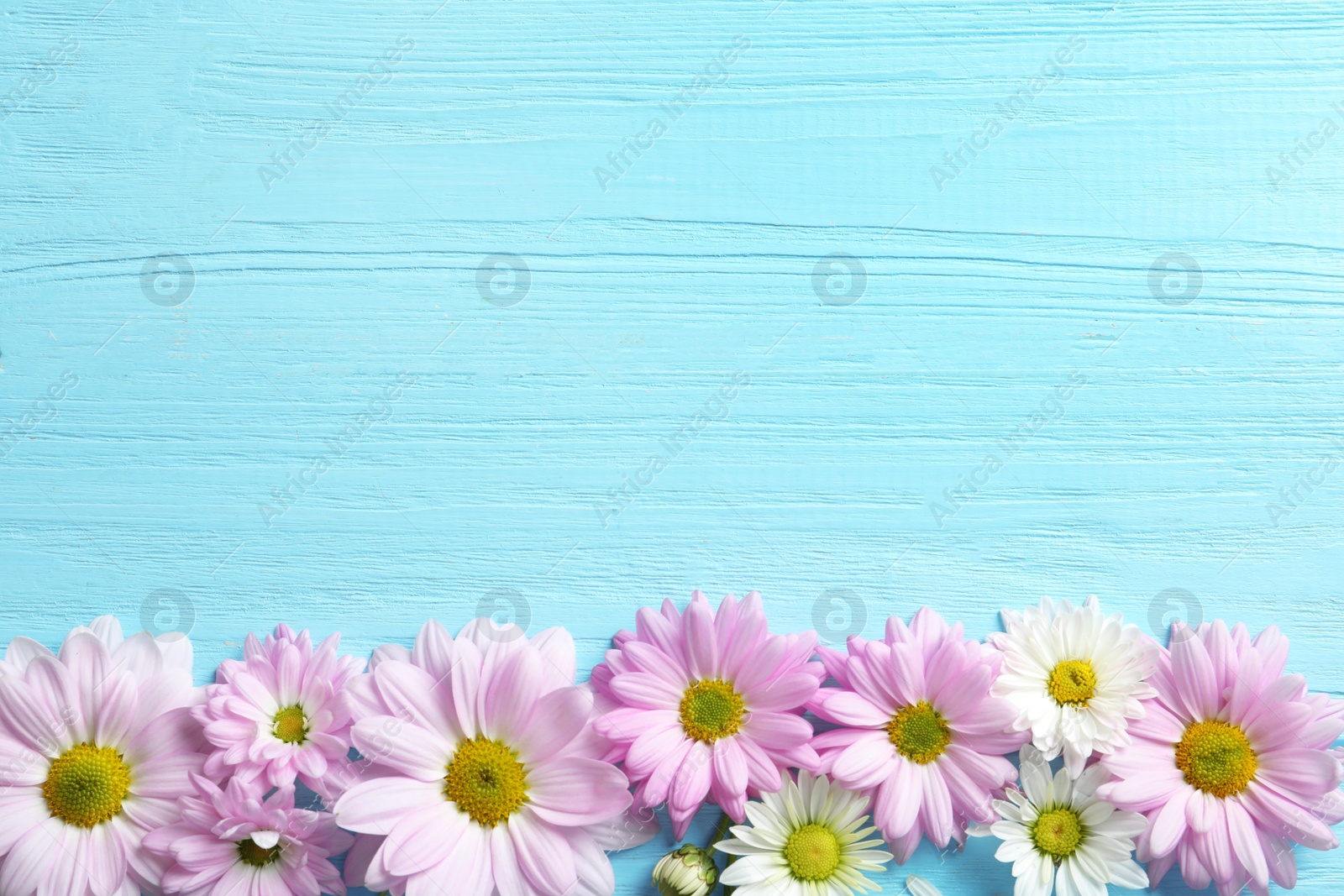 Photo of Beautiful chamomile flowers on wooden background, flat lay with space for text