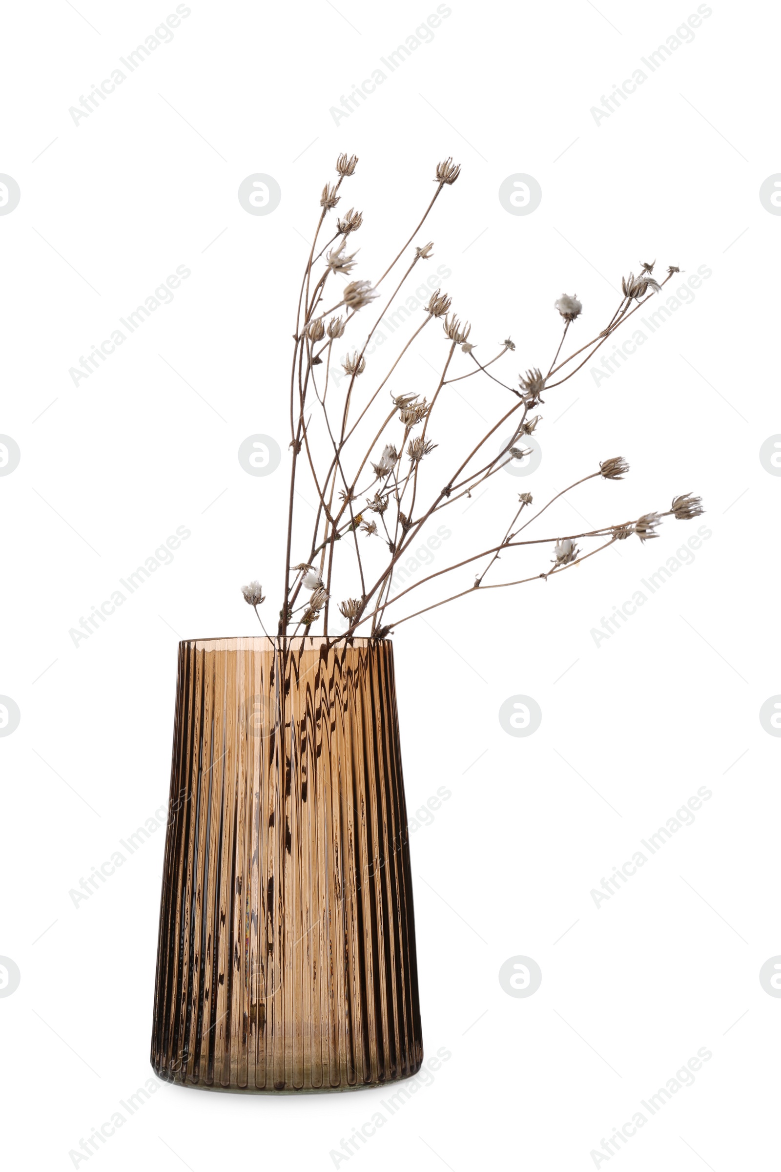 Photo of Beautiful plant in glass vase on white background