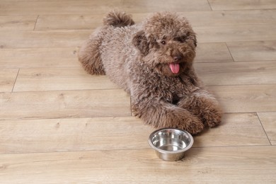Photo of Cute Toy Poodle dog near feeding bowl indoors, space for text