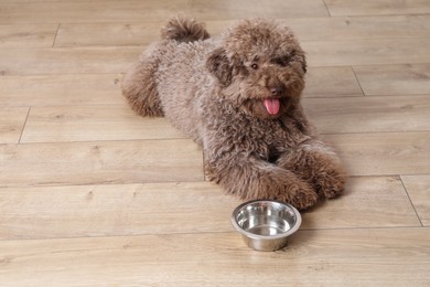 Cute Toy Poodle dog near feeding bowl indoors, space for text