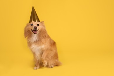 Photo of Cute dog with party hat on yellow background, space for text. Birthday celebration