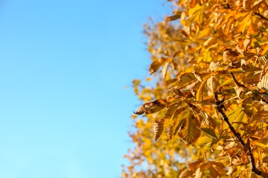 Photo of Beautiful autumn tree with bright leaves against sky. Space for text
