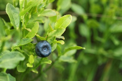 Photo of Ripe bilberry growing in forest, closeup. Space for text