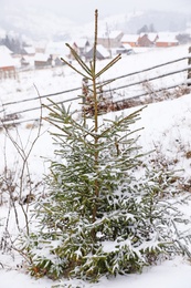 Photo of Beautiful view of fir tree covered with snow outdoors. Winter landscape