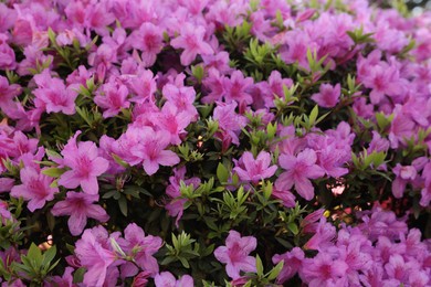 Photo of Beautiful Rhododendron bush with pink flowers growing outdoors