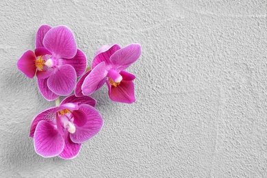 Photo of Orchid branch with beautiful flowers on light grey stone background, above view. Space for text