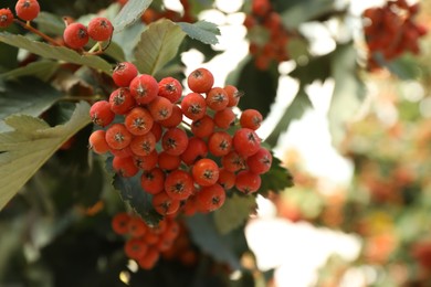 Photo of Rowan tree with many orange berries growing outdoors, closeup. Space for text