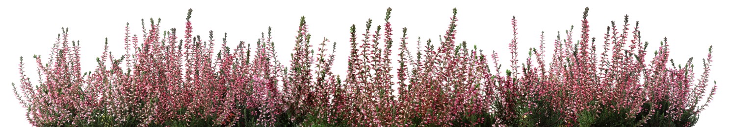 Image of Heathers with beautiful flowers on white background, collage Banner design