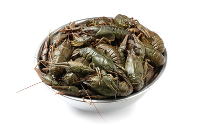 Fresh raw crayfishes isolated on white. Healthy seafood