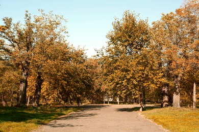 Beautiful view of autumn park on sunny day