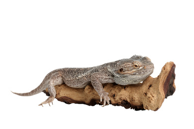 Photo of Bearded lizard (Pogona barbata) and tree branch isolated on white. Exotic pet