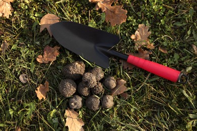 Photo of Fresh truffles and shovel on green grass