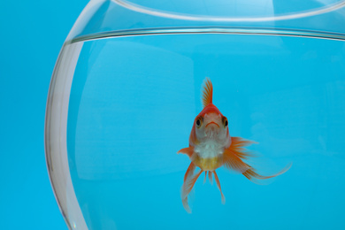 Photo of Beautiful goldfish in aquarium on blue background, closeup