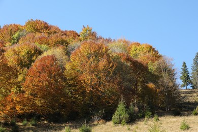 Photo of View of beautiful forest on sunny day in autumn