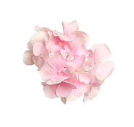 Photo of Beautiful light pink hortensia flower isolated on white