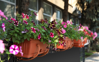 Photo of Beautiful petunia flowers in plant pots outdoors