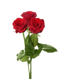 Photo of Beautiful red roses on white background. Funeral symbol