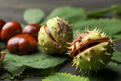 Photo of Horse chestnuts and leaves on grey table , closeup