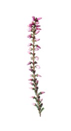Photo of Sprig of heather with beautiful flowers isolated on white