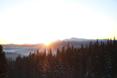 Photo of Picturesque view of conifer forest covered with snow at sunset
