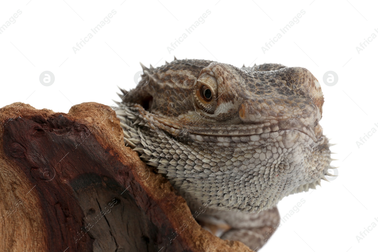 Photo of Bearded lizard (Pogona barbata) and tree branch isolated on white, closeup. Exotic pet