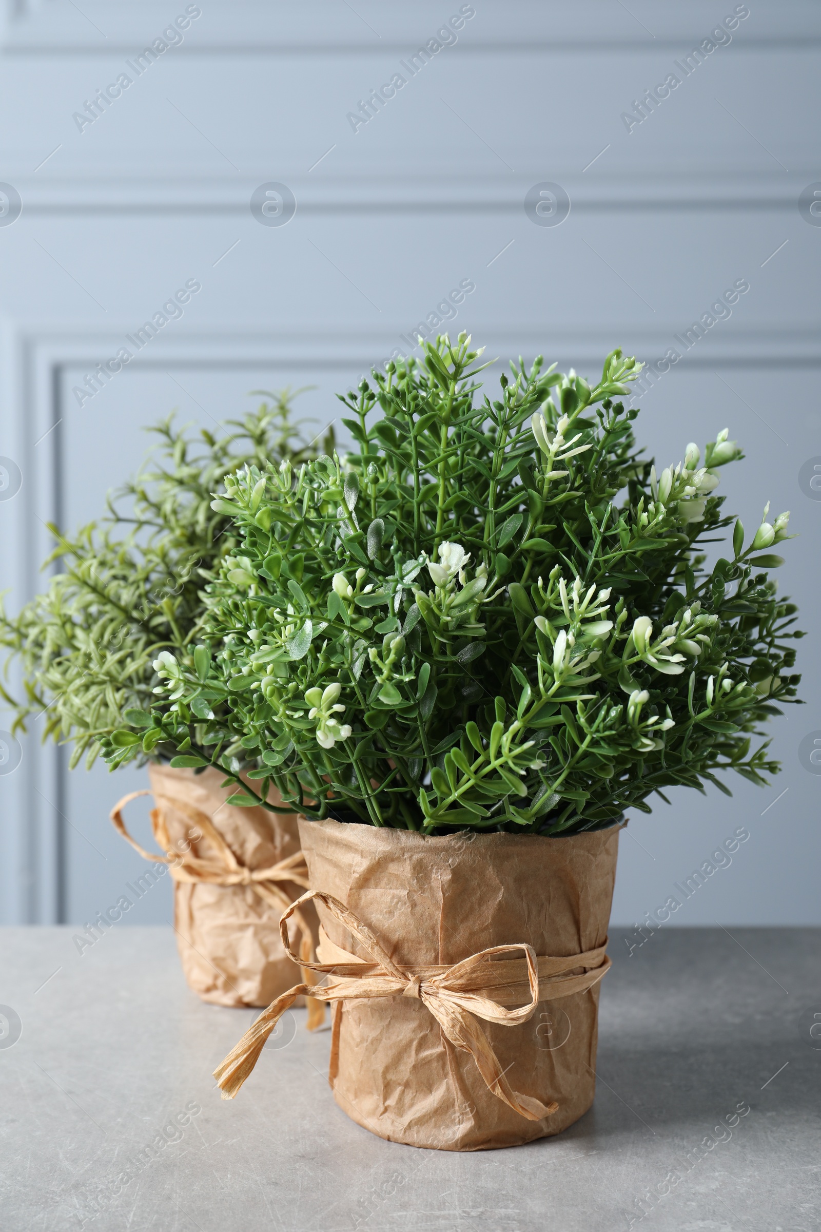 Photo of Aromatic rosemary and thyme growing in pots on light grey table