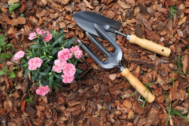 Photo of Beautiful flowers mulched with bark chips, fork and trowel, top view
