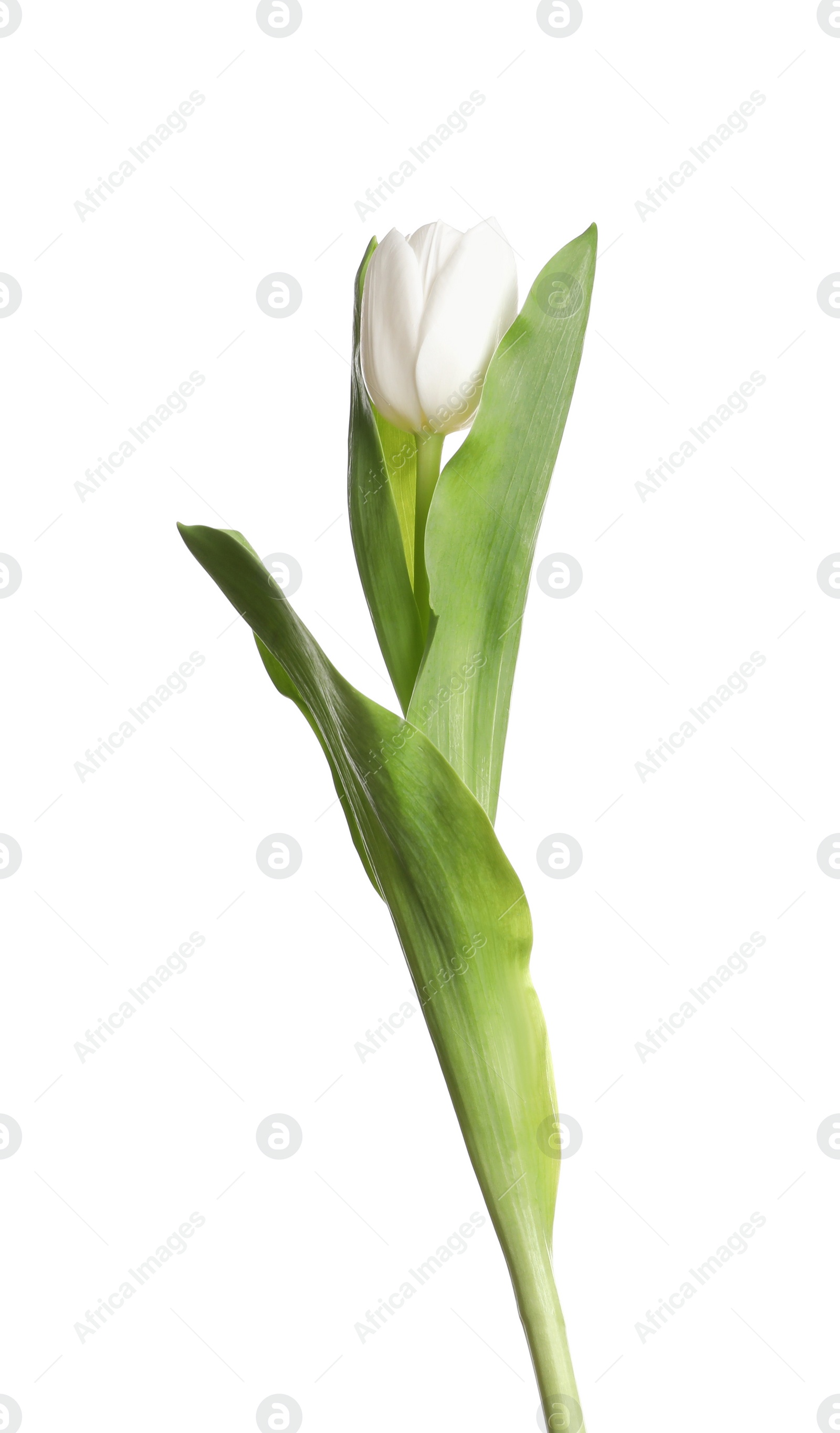 Photo of One beautiful delicate tulip isolated on white