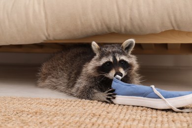 Photo of Cute mischievous raccoon playing with shoe under sofa indoors