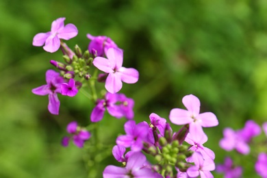 Photo of Beautiful blooming flowers in green garden on summer day