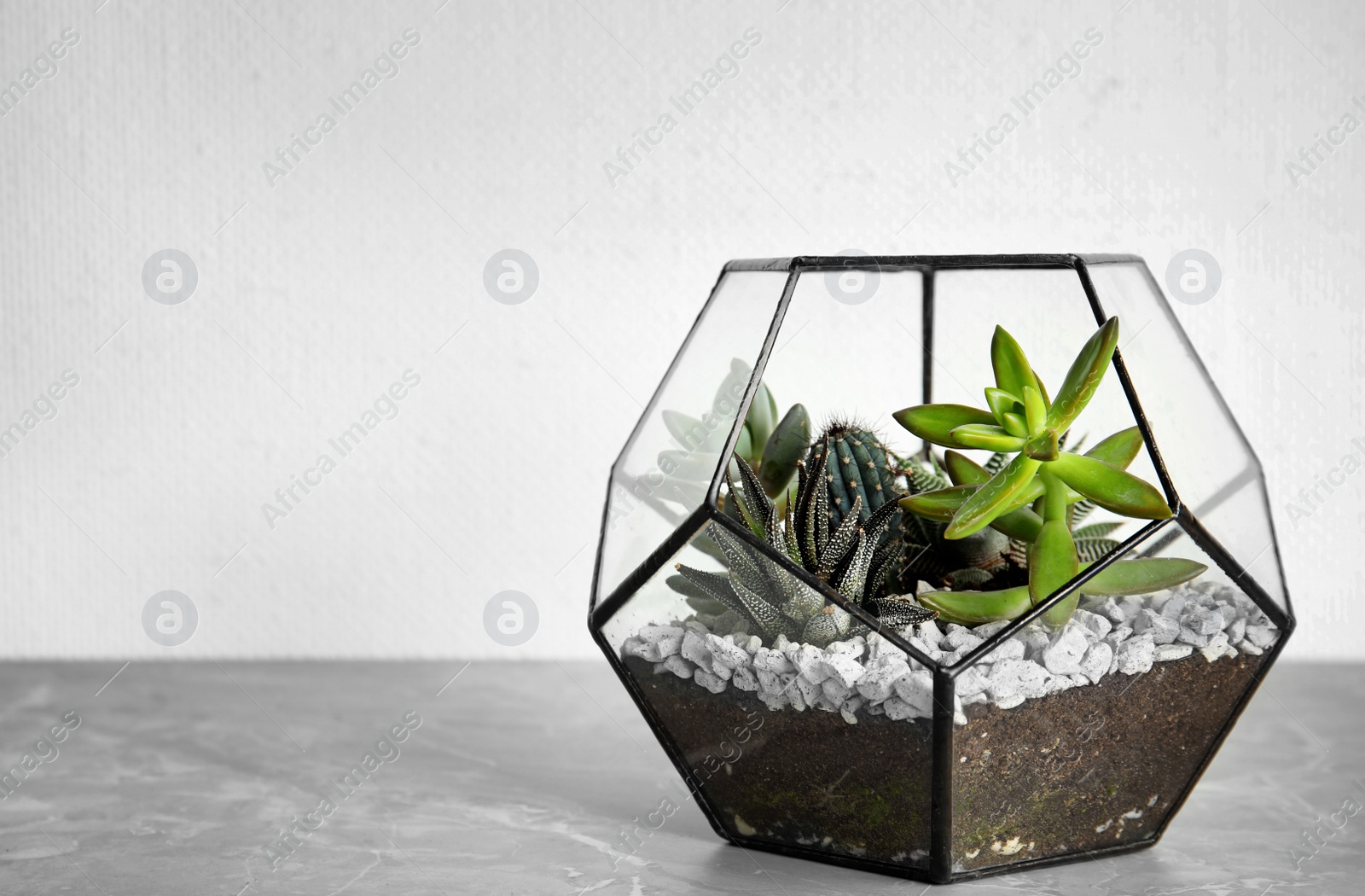 Photo of Glass florarium with different succulents on table against white background, space for text