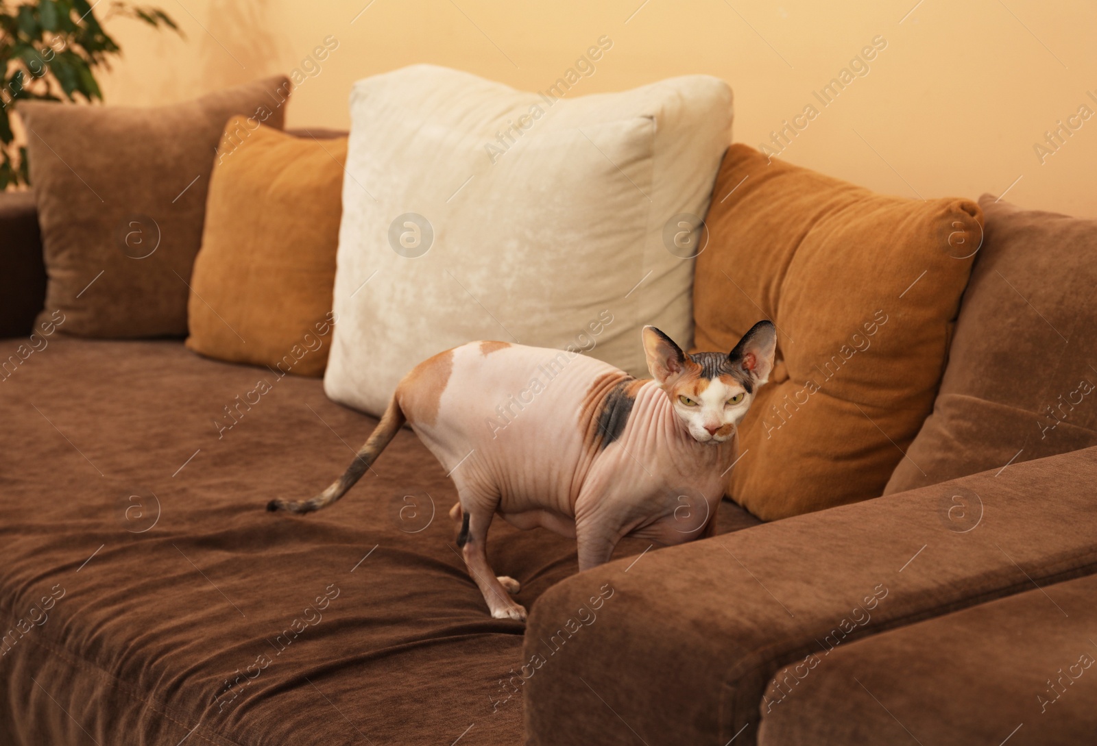 Photo of Adorable Sphynx cat walking on sofa indoors