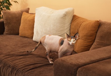 Photo of Adorable Sphynx cat walking on sofa indoors