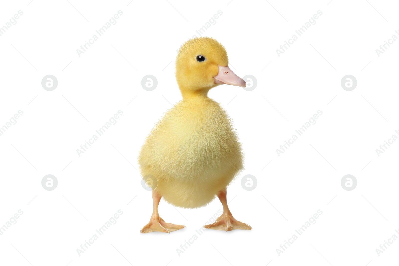 Photo of Cute fluffy gosling on white background. Farm animal