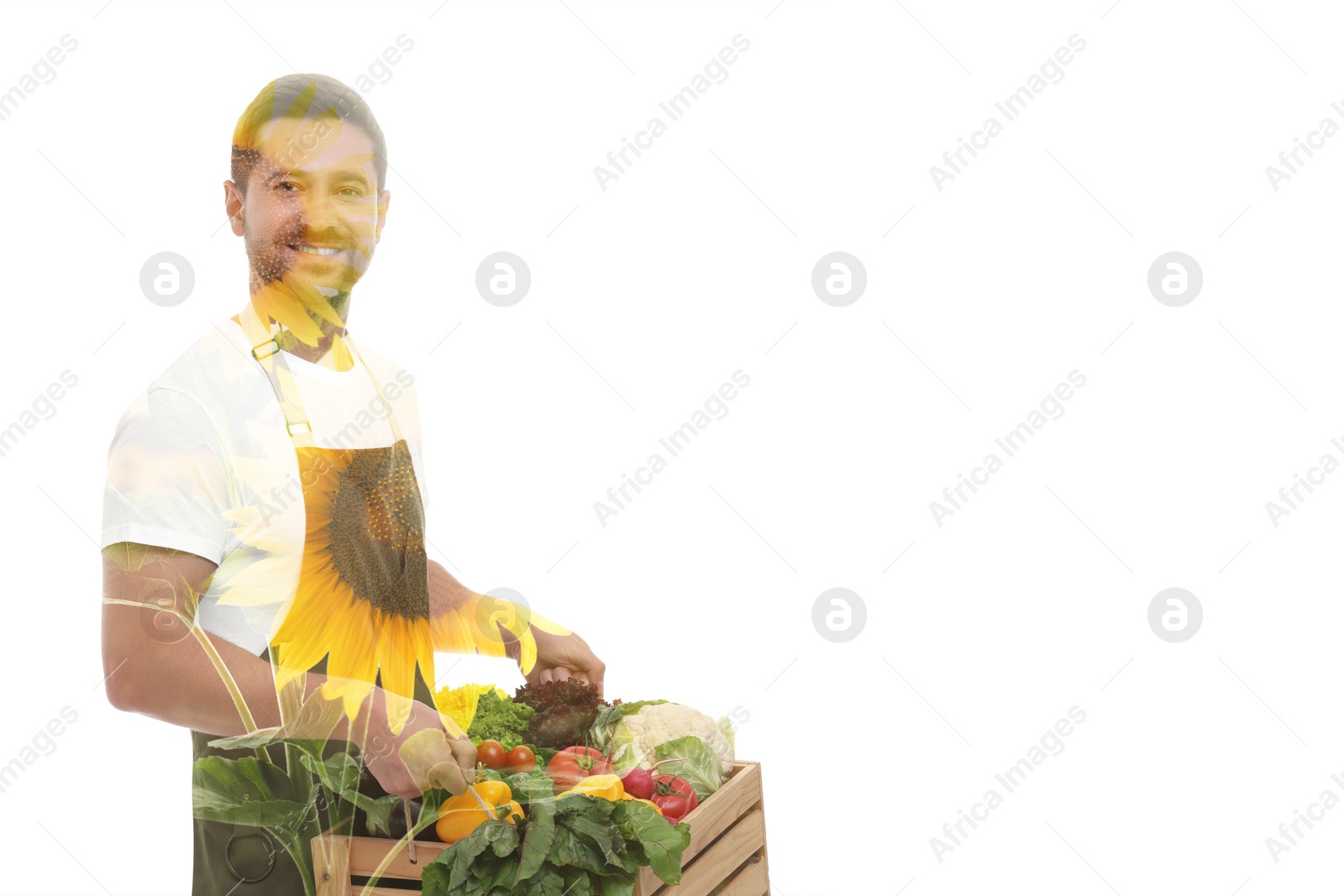 Image of Double exposure of happy farmer and sunflower field on white background