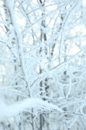 Photo of Frosty branches on blurred background, closeup. Winter season