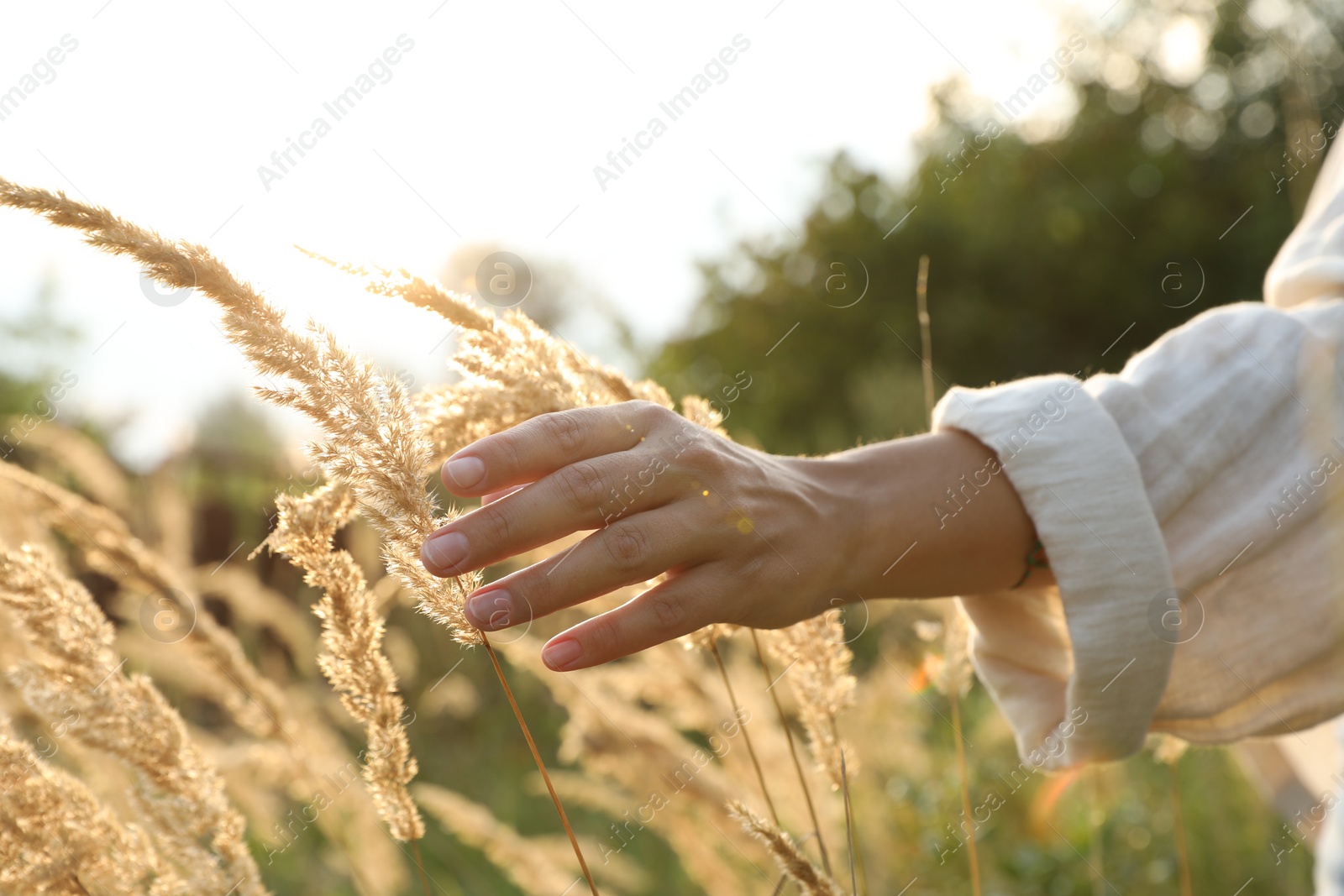 Photo of Woman walking through meadow and touching reed grass, closeup