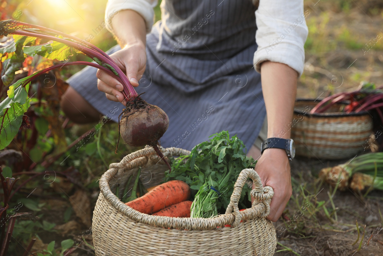 Photo of Man harvesting different fresh ripe vegetables on farm, closeup