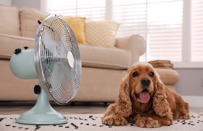 Photo of English Cocker Spaniel enjoying air flow from fan on floor indoors. Summer heat