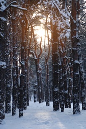 Photo of Picturesque view of beautiful snowy forest in winter morning