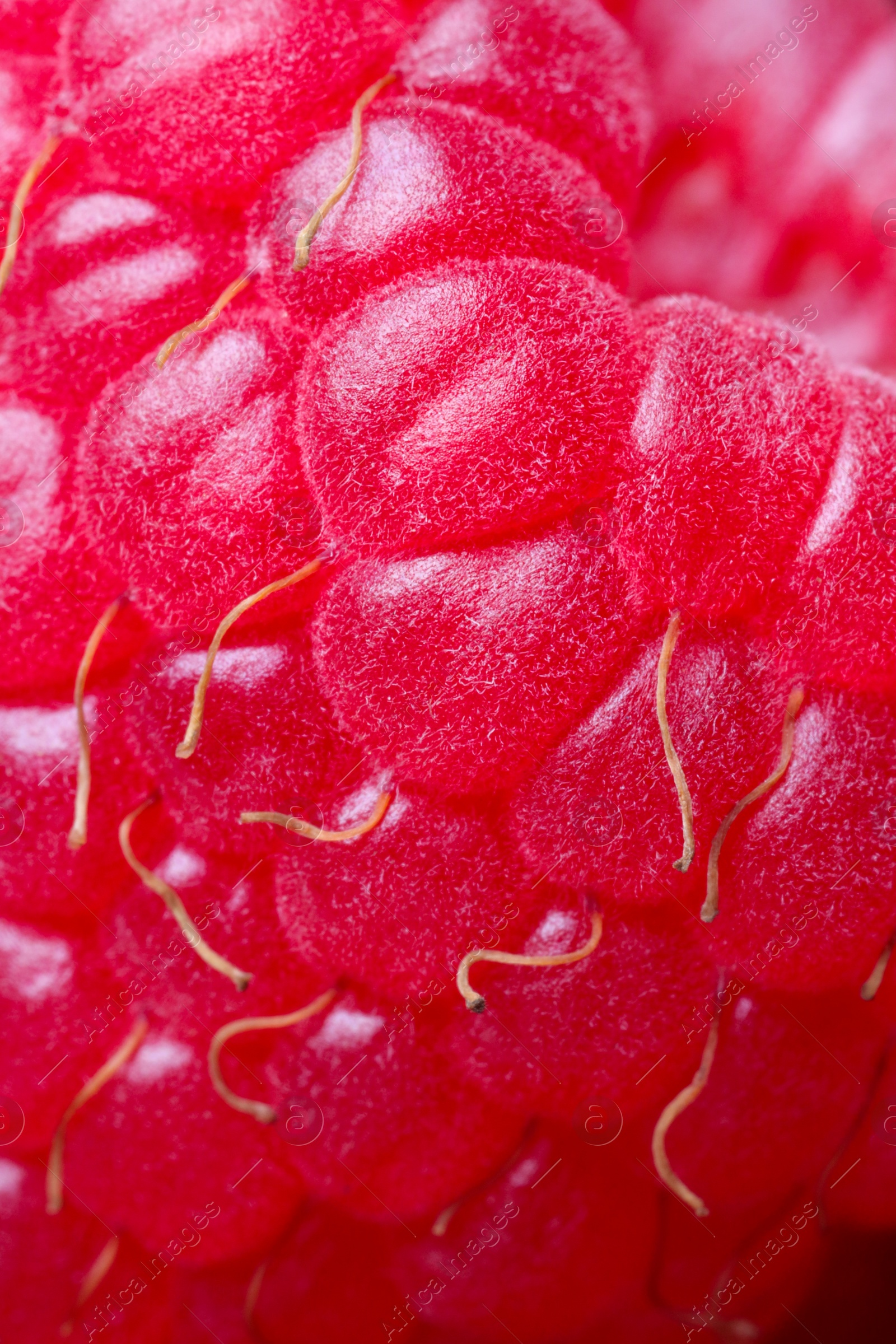 Photo of Texture of fresh ripe raspberry, macro view