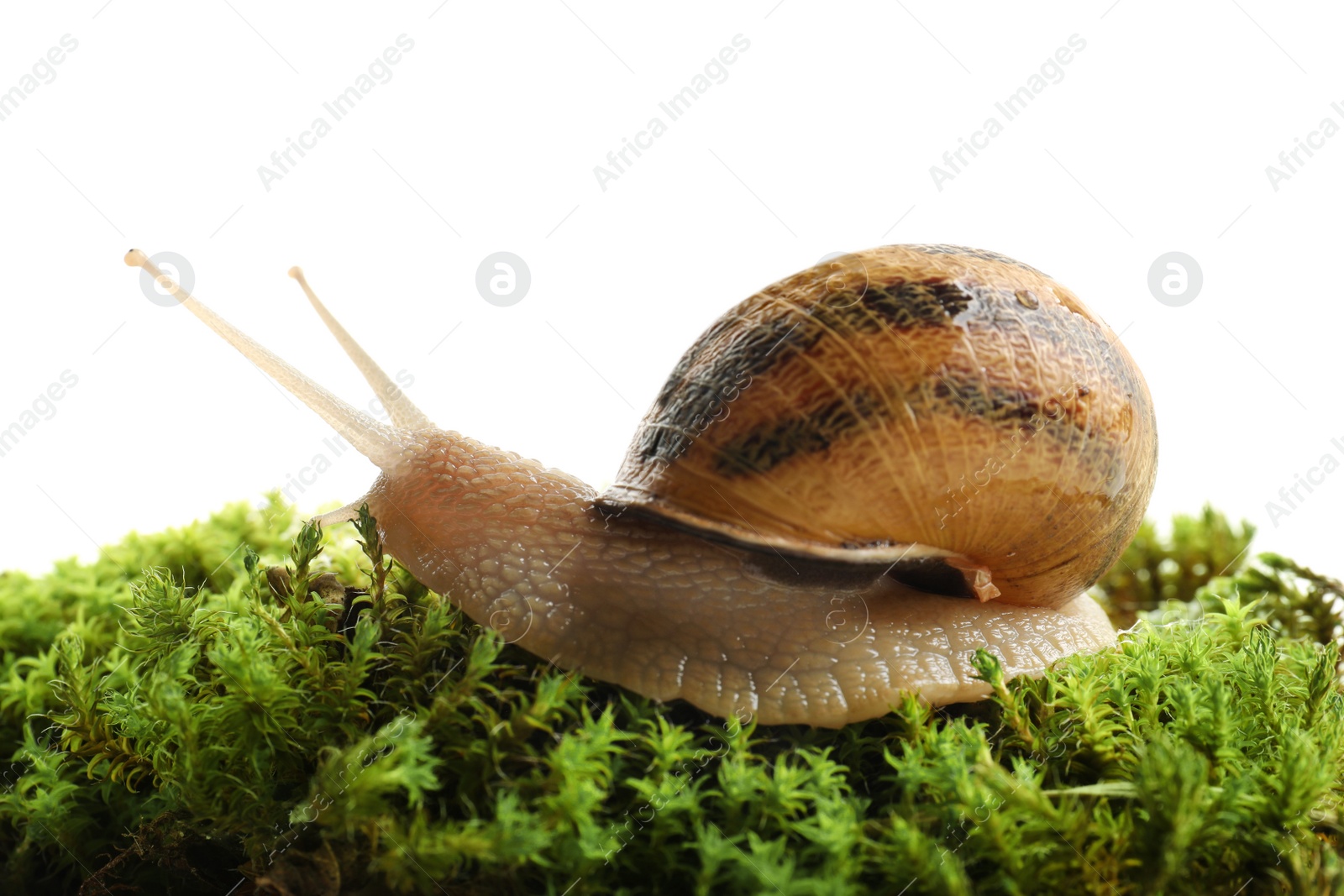 Photo of Common garden snail on green moss against white background, closeup