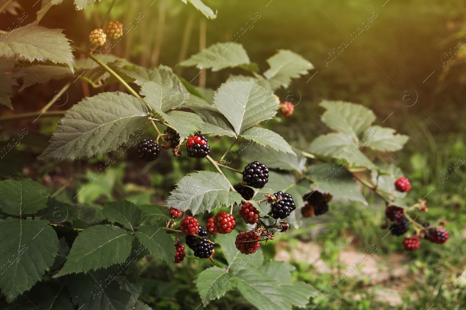 Photo of Branches with blackberries on bush in garden