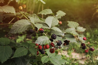 Photo of Branches with blackberries on bush in garden