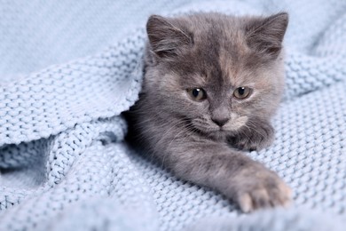 Cute fluffy kitten in light blue knitted blanket