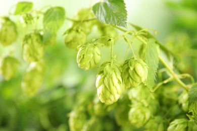 Fresh green hops on bine against blurred background. Beer production