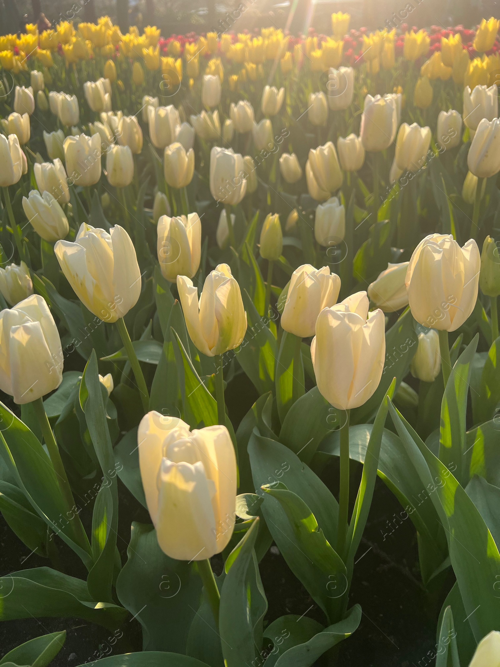 Photo of Beautiful tulip flowers growing outdoors on sunny day