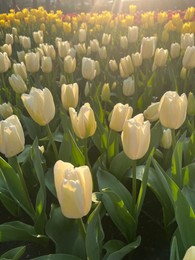 Photo of Beautiful tulip flowers growing outdoors on sunny day