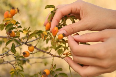 Woman picking brier berries off bush outdoors, closeup